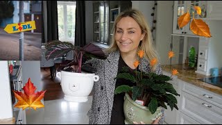 VLOG JESIENNY I ZAKUPY Z LIDLA MISSPKPROJECT [upl. by Tivad]