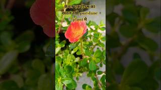 PURSLANE के पौधे की देखभाल ऐसे करें  Purslane plant care tips  shortspurslaneportulacaplants [upl. by Namsu825]