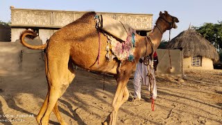 Female Camel training to sit down amazing animals trending travel funny camel female nature [upl. by Akiem107]