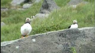 Papagaaiduikers puffins Lundevogel on island Runde Noorwegen [upl. by Amaerd]