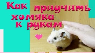 Как приучить хомяка к рукам ❤️ Ручной хомячок [upl. by Grimona]