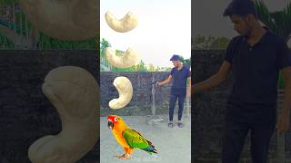 Rounding cashew nut to Duck Peacock Pigeon amp Parrot  Birds names magic video [upl. by Lipfert624]