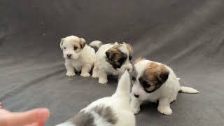 Coton de Tulear Puppies For Sale  Bailey 11124 [upl. by Danelle]