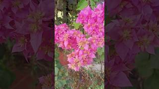 Nature Vibes 😍  beautiful nature flowers trending viralvideo viralshortsnatureloversshorts [upl. by Domash]