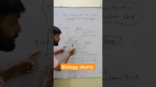 How Nucleotides are joined together in DNA and RNA Phosphodiester Bond [upl. by Aratak616]