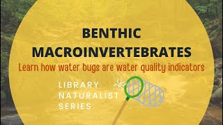 Benthic Macroinvertebrates Water Bugs As Water Quality Indicators [upl. by Ronn]