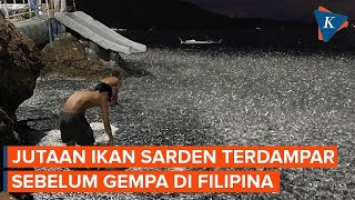 Jutaan Ikan Sarden Terdampar 2 Hari Sebelum Gempa M 67 di Filipina Sinyal Bencana [upl. by Silver667]