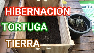 ❤️HIBERNACIÓN ❄️DE LAS TORTUGAS de tierra consejos 🐢 [upl. by Ailemor314]