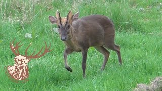 MUNTJAC BUCK CALLING [upl. by Eignav]