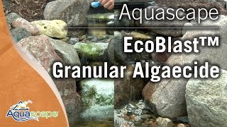 Eliminate Algae in Your Pond with Aquascape EcoBlast™ Granular Algaecide [upl. by Moselle]