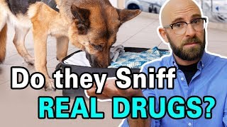 Are Drug Sniffing Dogs Trained By Sniffing Drugs [upl. by Minton847]