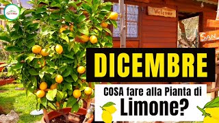 DicembreCosa Si Deve Fare Alla PIANTA Di Limone Ecco alcuni consigli di potatura concimazione ecc [upl. by Maxima]