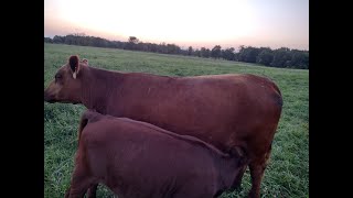 South Poll Red Angus cross females ready for your farm [upl. by Happy769]