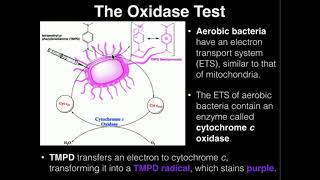 Microbiology Oxidase Test [upl. by Libbey618]