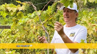 Peachland man finding success bringing dormant vineyard to life [upl. by Eisak772]