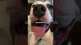 SHOCKING Truth about Pitbulls and Bully Breeds ❤️ Dont Bully My Breed shorts cutedogs pitbull [upl. by Gereld]