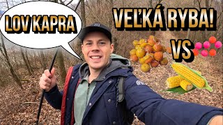 Lov kapra 2024  Súboj nástrah 🌽 Kukurica vs Boilies vs Rožkové Boilies 🐋 na method [upl. by Rehpoitsirhc]