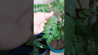 curry pata plant grow secret tipsshorts viralgardening plants [upl. by Combes]