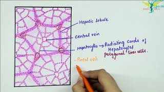 Histology of the Liver [upl. by Llehcnom317]