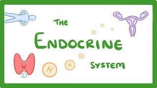 GCSE Biology  Endocrine System amp Hormones 59 [upl. by Einna]