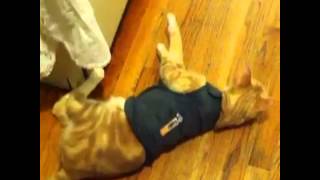 Cat Reviews Thundershirt [upl. by Ebocaj]