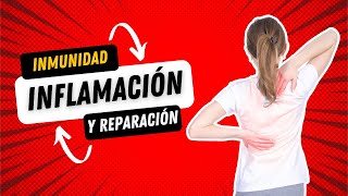 Emisión en directo  Inflamación y reparación de tejidos parte 2  Patología 2024B [upl. by Aicilav]