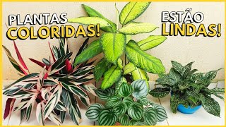 10 PLANTAS LINDAS COM FOLHAGENS COLORIDAS PARA ALEGRAR A SUA CASA [upl. by Lleinad]