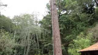 Big Douglas Fir Stick Felling Inches from House [upl. by Keelin565]