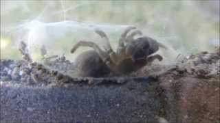 Mygale à chaussette Atypus affinis début du tissage par André Lequet [upl. by Ailesor]