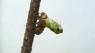 Cicada Molting [upl. by Huoh]