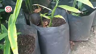 ඉගුරු වගාව iguru wagawa ginger plants badungatha wagawa money සල්ලි danuma garden village [upl. by Timrek]