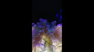 Frogspawn Euphyllia fragment split after tank change [upl. by Baoj]