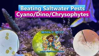 Beating Saltwater Aquarium Pests  Cyano Dino Chrysophytes with Macks Reef [upl. by Bibeau898]