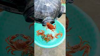 অনেকগুলো কাঁকড়া পেলাম সেই চারিতে crabs minizoo [upl. by Denbrook]