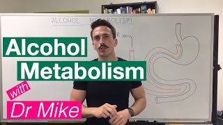 Alcohol Metabolism [upl. by Esinyt]