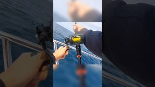 Wreck fishing for pollock with the skerries eel pollock fishing seafishing sidewinder lure [upl. by Audra963]