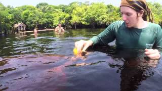 Mit Delfinen im Amazonas schwimmen  unge [upl. by Allerim]