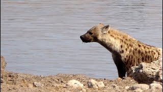 Hyena mating in the waterhole  Etosha Pan [upl. by Amie]