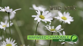 Weed of the Week 1071 Mayweed Chamomile Air Date 101418 [upl. by Blood]