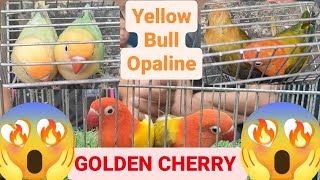 Vlog268 Yellow Bull Opaline Golden Cherry😱🔥🍒🦜Green Opa Euwing Possible Dun Fallow🦜Parblue Opa Dilute [upl. by Durrett]