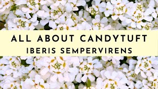 Candytuft Plant Care How to Grow amp What To Know Iberis Sempervirens [upl. by Navillus843]