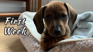 First week with mini dachshund puppy [upl. by Quiteri23]