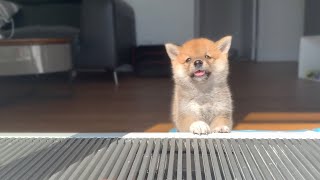 Shiba Inu from Puppy to Adult 8 weeks to 1 year [upl. by Daveen]