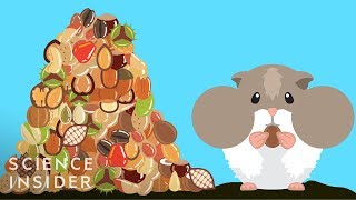 How Hamsters Can Stuff So Much Food In Their Cheeks [upl. by Mayda]