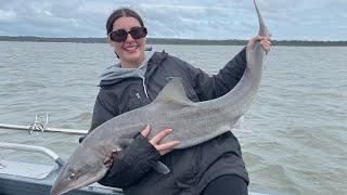 GIANT WESTERNPORT GUMMY SHARK  OUT DONE BY MY MISSES [upl. by Kinemod]