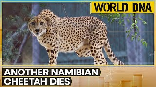 India Namibian Cheetah Shaurya dies at Kuno National Park  World News  World DNA  WION [upl. by Beedon]