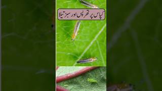 Control Of Thrips And Jassid Attack In Cotton Crop  Kapas Man Sabaz Taila Aur Thrips Ka Control [upl. by Faythe583]