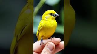 Canaries in Focus Beauty and Song BirdLovers Canary [upl. by Imnubulo593]