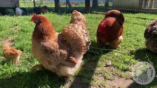 Bantam Cochins enjoying the sunshine ☀️ [upl. by Perseus]