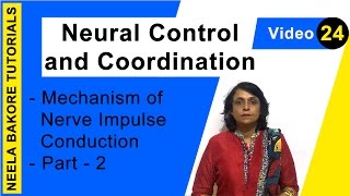 Neural Control and Coordination  NEET  Mechanism of Nerve Impulse Conduction  Part 2  Dr Neela [upl. by Unhsiv]